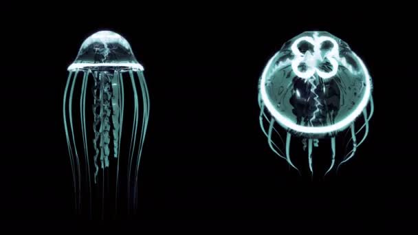 Medusas Natación 4k Loop activos aislados sobre fondo negro — Vídeos de Stock
