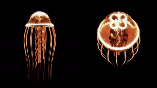 Jellyfish Swimming 4k Loop Assets Isolated on Black Background — Stock Video