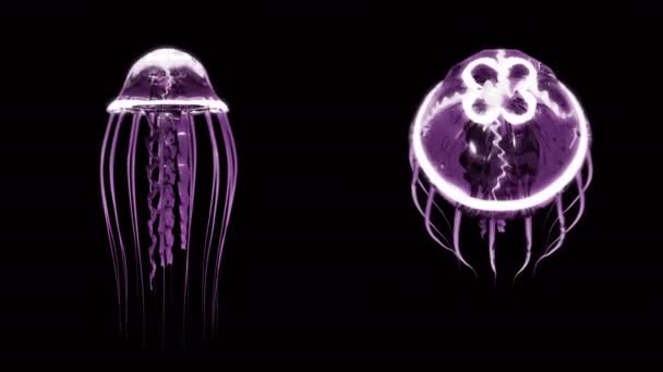 Медузи плавання 4k Loop активів ізольовані на чорному тлі — стокове відео