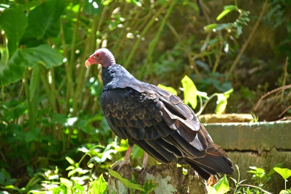 Kuş, akbaba Küba ormanında yakın plan