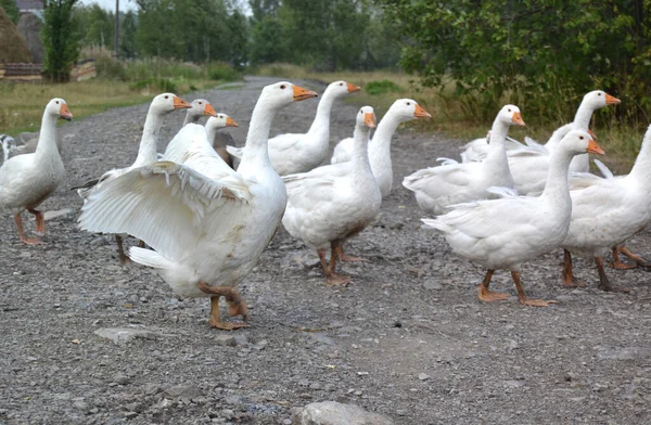 Kuş, tarladaki beyaz kazlar