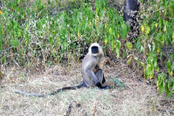 Singe Avec Une Longue Queue Dans Jungle — Photo