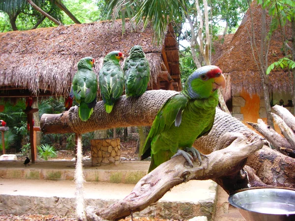 Hayvanat Bahçesinde Yeşil Papağan Doğa Rezervi — Stok fotoğraf