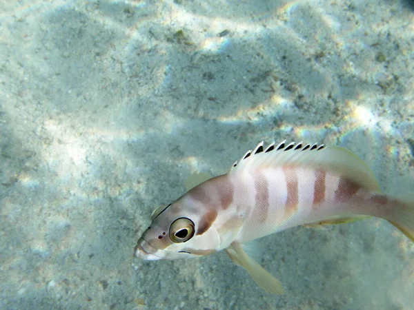 Humpback Bream Fish Striped Sea — Stock Photo, Image