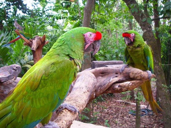 Πράσινο Παπαγάλος Στο Ζωολογικό Κήπο Αποθεματικό Φύση — Φωτογραφία Αρχείου
