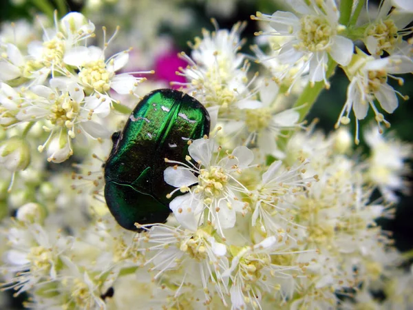 Çiçeklerin içinde böcek olabilir.
