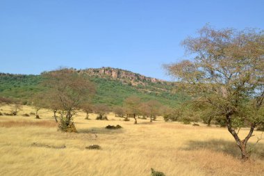 Hindistan, Rohtambor doğa rezervi, manzara