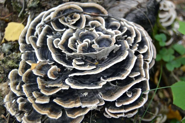 Natureza Cogumelo Uma Árvore Parece Uma Rosa — Fotografia de Stock