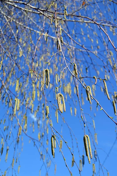 Bir ağaç, gökyüzüne karşı çiçek açan bir huş ağacı