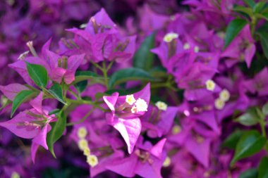 bougainvillea, çiçekler, arka plan ve doku için