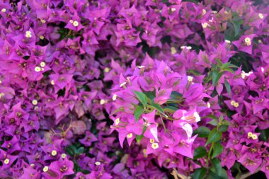 bougainvillea, çiçekler, arka plan ve doku için