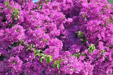 bougainvillea, çiçekler, arka plan ve doku için