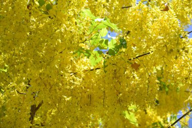 Çiçekler, çiçek açan sarı akasya, doku ve arkaplan için