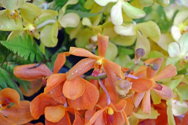 Orquídea Flor Para Textura Fondo —  Fotos de Stock