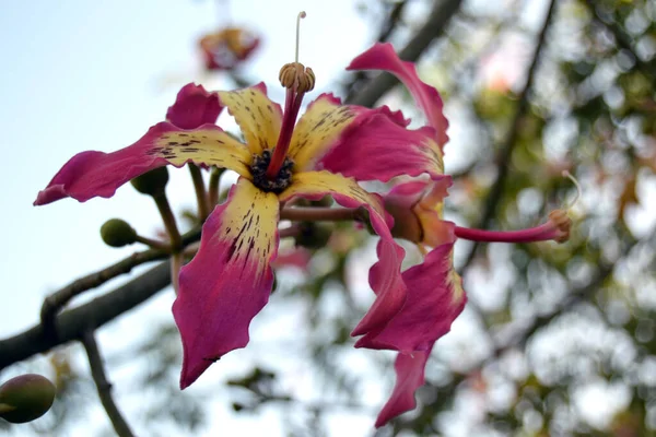 Doğa, güzel pembe çiçek, çiçek açan ağaç.