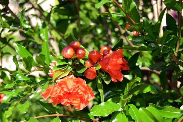 pomegranate, blooming pomegranate, red, nature, flower