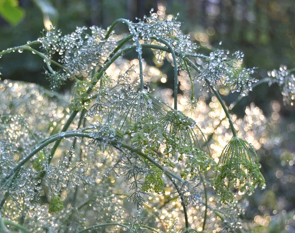Çiy, su damlaları, arka plan ve doku oluşturmak için vurgular