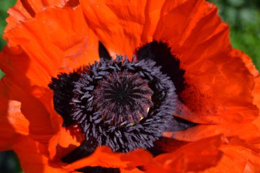 Kırmızı haşhaş bahçeye yakın plan.