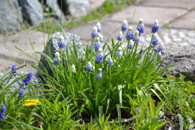 Mavi bahar muscarisi, kapat.