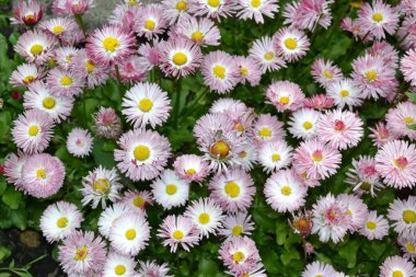 arkaplan ve doku oluşturmak için papatya