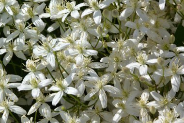 Clematis küçük çiçekli buzdağı, arkaplan ve doku oluşturmak için
