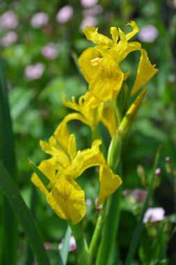 Iris Bataklığı Sarı yakın plan