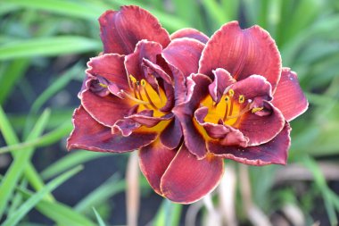 Gündüz vakti Pembe şarap