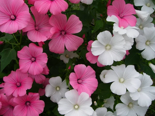 Lavabo, arka plan ve doku oluşturmak için