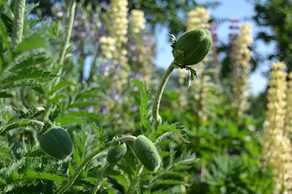 Gros Plan Bourgeon Pavot Dans Jardin — Photo