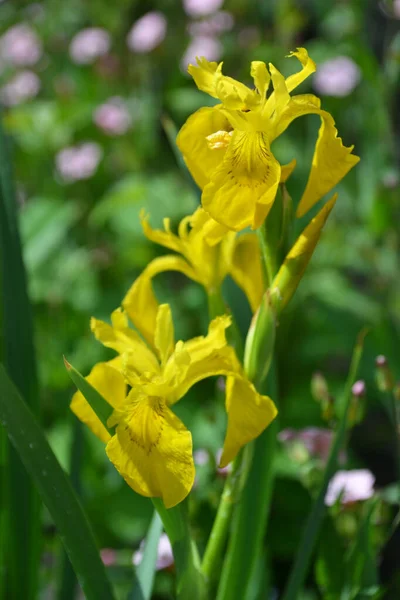 Iris Bataklığı Sarı yakın plan
