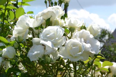 Çiyde beyaz bir gül. Yaklaş.