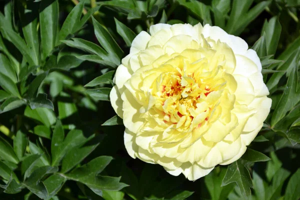 Peony Bartzella Żółty Makro Zbliżenie Ito Hybryda — Zdjęcie stockowe