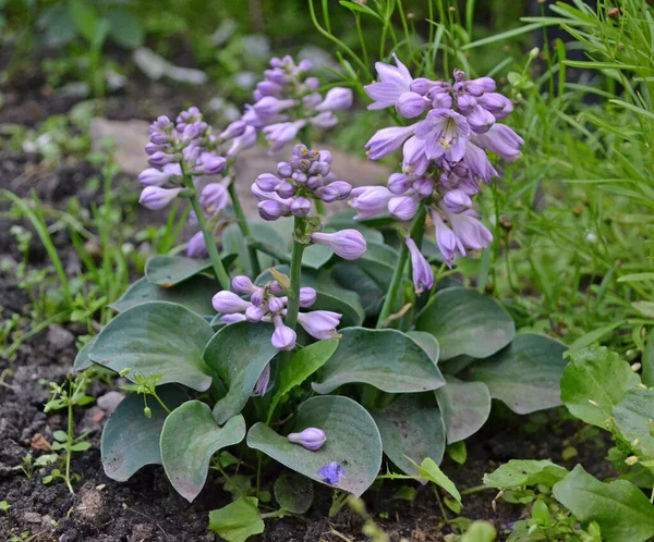 Bahçedeki fare kulaklarını kapat.