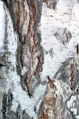 Arkaplan ve doku oluşturmak için kabuk