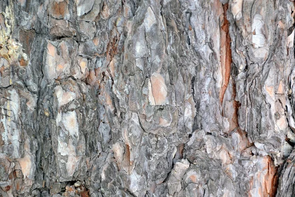 Bark För Att Skapa Bakgrund Och Textur — Stockfoto