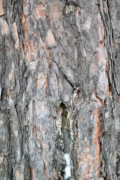 Bark För Att Skapa Bakgrund Och Textur — Stockfoto