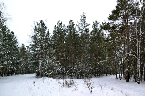 Tallar Och Björkar Den Snötäckta Vinterskogen — Stockfoto