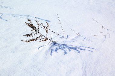 Beyaz karda kuru bitki.