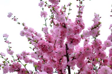 Badem çiçeği, arka plan ve doku oluşturmak için.