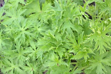 Delphinium, arkaplan ve doku oluşturmak için