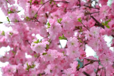 Badem çiçeği, arka plan ve doku oluşturmak için.