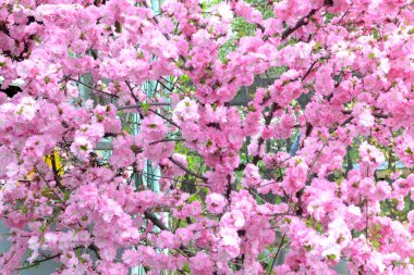 Badem çiçeği, arka plan ve doku oluşturmak için.