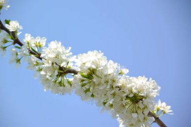 Erik çiçeği, arka plan ve doku oluşturmak için.