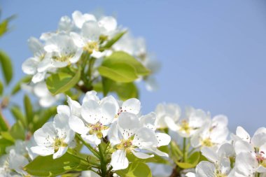 Arkaplan ve doku oluşturmak için elma ağacı