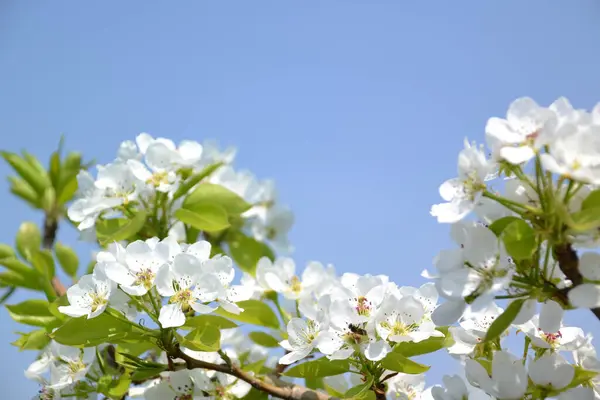 Arkaplan ve doku oluşturmak için elma ağacı