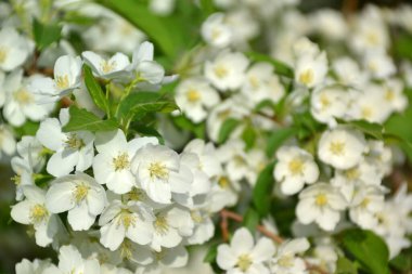 Arkaplan ve doku oluşturmak için elma ağacı