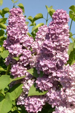 Bahçedeki leylak rengi çalılar.