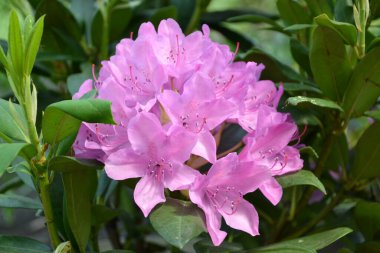 Güzel gül rhododendron yakın çekim