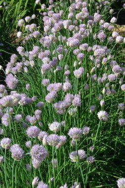 yay, soğan, arka plan ve doku oluşturmak için