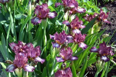 Bahçede sakallı Iris.